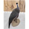 Image 6 : Vulterine Guinea Fowl Full Body Bird Taxidermy
