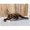 Image 1 : North America Fisher Full Body Taxidermy Mount