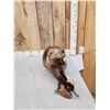 Image 2 : North America Fisher Full Body Taxidermy Mount
