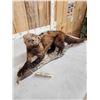 Image 3 : North America Fisher Full Body Taxidermy Mount