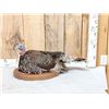 Image 1 : Merriams Hen Turkey Bird Taxidermy