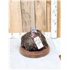 Image 2 : Merriams Hen Turkey Bird Taxidermy