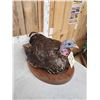 Image 3 : Merriams Hen Turkey Bird Taxidermy