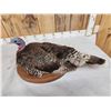 Image 4 : Merriams Hen Turkey Bird Taxidermy