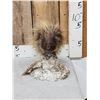 Image 1 : Porcupine Bust Taxidermy Mount