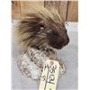 Image 3 : Porcupine Bust Taxidermy Mount
