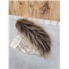 Image 5 : Porcupine Bust Taxidermy Mount