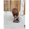 Image 2 : Mink Full Body Taxidermy Mount