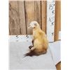 Image 2 : Marten Full Body Taxidermy Mount