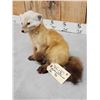 Image 3 : Marten Full Body Taxidermy Mount