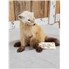 Image 4 : Marten Full Body Taxidermy Mount