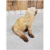 Image 5 : Marten Full Body Taxidermy Mount