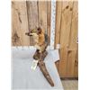 Image 2 : Grey Fox Full Body Taxidermy Mount