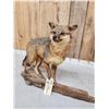 Image 3 : Grey Fox Full Body Taxidermy Mount