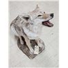 Image 5 : Howling Coyote Full Body Taxidermy Mount