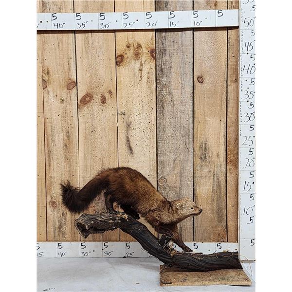 North American Fisher Full Body Taxidermy Mount