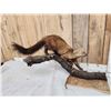 Image 2 : North American Fisher Full Body Taxidermy Mount