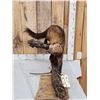 Image 3 : North American Fisher Full Body Taxidermy Mount