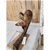 Image 4 : North American Fisher Full Body Taxidermy Mount