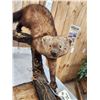 Image 5 : North American Fisher Full Body Taxidermy Mount
