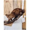 Image 6 : North American Fisher Full Body Taxidermy Mount