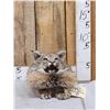 Image 1 : Bobcat Table Top Pedestal Taxidermy Mount