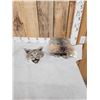 Image 2 : Bobcat Table Top Pedestal Taxidermy Mount