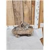 Image 3 : Bobcat Table Top Pedestal Taxidermy Mount
