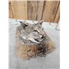 Image 4 : Bobcat Table Top Pedestal Taxidermy Mount