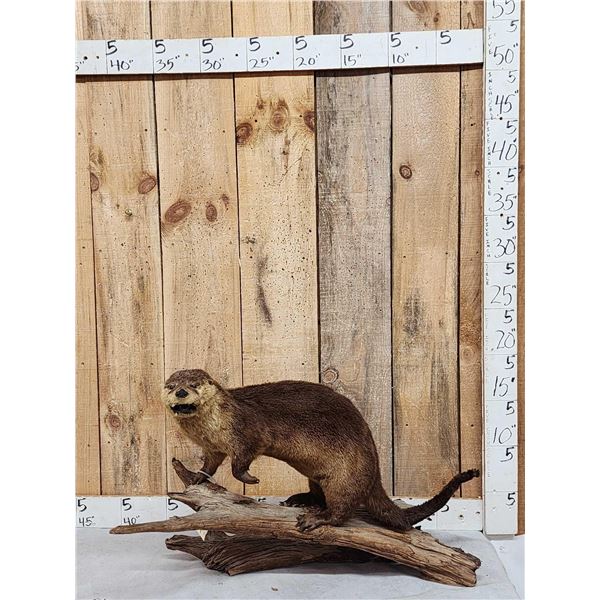 Otter Full Body Taxidermy Mount