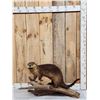 Image 1 : Otter Full Body Taxidermy Mount