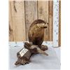 Image 3 : Otter Full Body Taxidermy Mount