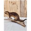 Image 4 : Otter Full Body Taxidermy Mount