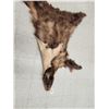 Image 3 : Blonde Phase Black Bear Soft Tanned Fur