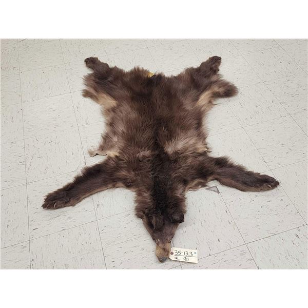 Chocolate Phase Black Bear Soft Tanned Fur Taxidermy