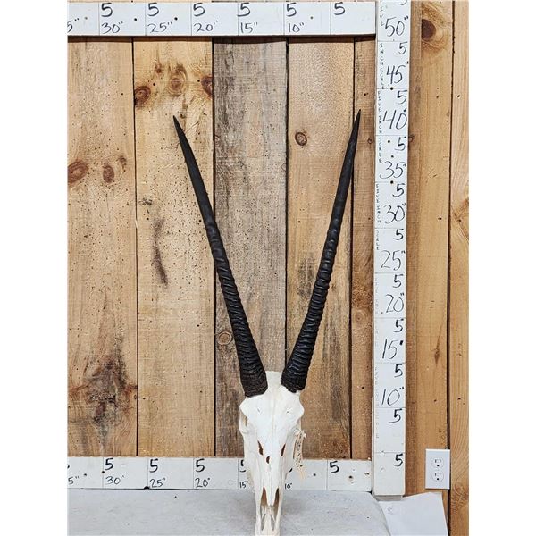 African Gemsbok Skull Taxidermy
