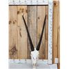 Image 1 : African Gemsbok Skull Taxidermy