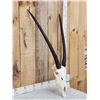 Image 2 : African Gemsbok Skull Taxidermy