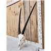 Image 3 : African Gemsbok Skull Taxidermy