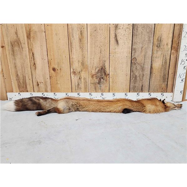 Big Red Fox Soft Tanned Fur Taxidermy