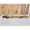 Image 1 : Big Red Fox Soft Tanned Fur Taxidermy