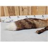 Image 2 : Big Red Fox Soft Tanned Fur Taxidermy