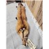Image 4 : Big Red Fox Soft Tanned Fur Taxidermy