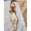 Image 6 : Big Red Fox Soft Tanned Fur Taxidermy