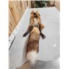 Image 7 : Big Red Fox Soft Tanned Fur Taxidermy