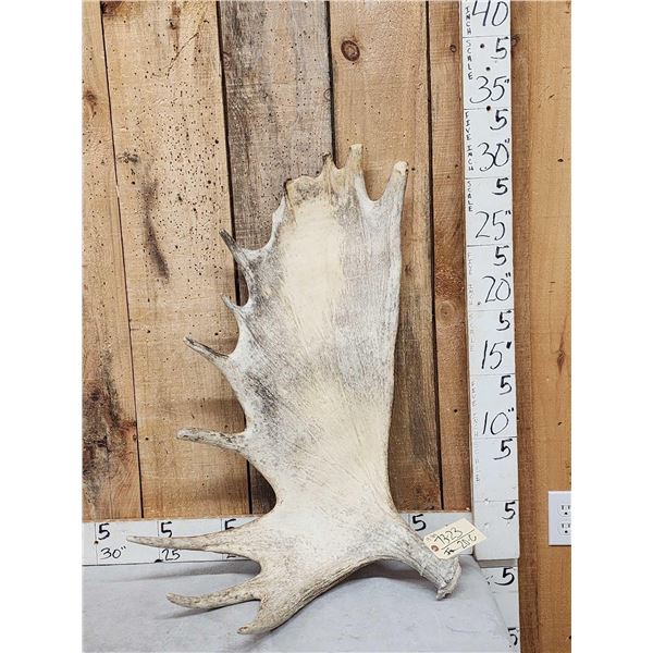 13 Lbs Moose Shed Antler