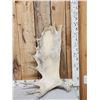 Image 1 : 13 Lbs Moose Shed Antler