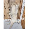 Image 2 : 13 Lbs Moose Shed Antler