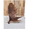 Image 3 : 13 Lbs Moose Shed Antler