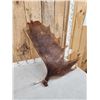 Image 4 : 13 Lbs Moose Shed Antler